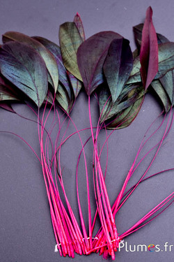 Coquetips - 12-17 cm - fuchsia-noir